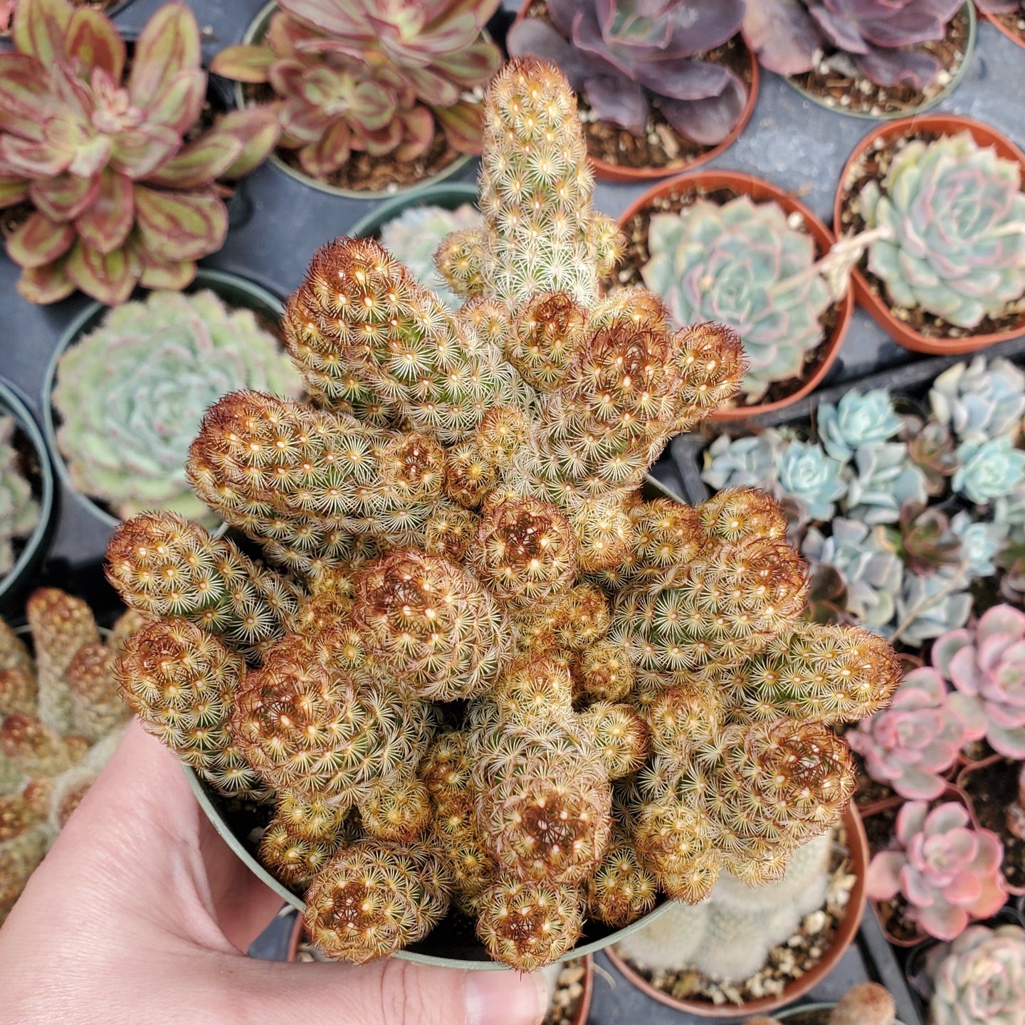 Mammillaria elongata 'Copper King'